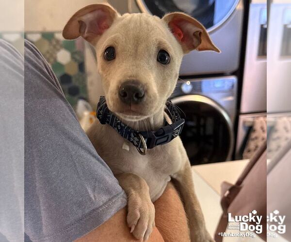 Medium Photo #2 Chihuahua-Unknown Mix Puppy For Sale in Washington, DC, USA