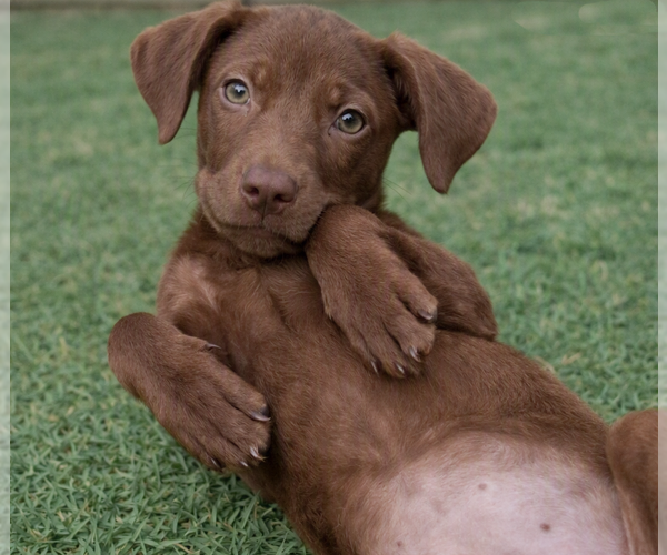 Medium Photo #2 Labrador Retriever-Unknown Mix Puppy For Sale in Grovertown, IN, USA
