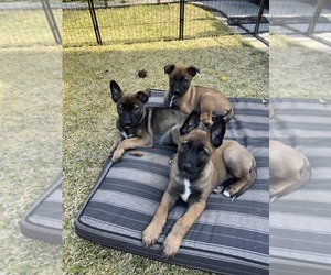 Belgian Malinois Puppy for sale in LA VERNE, CA, USA