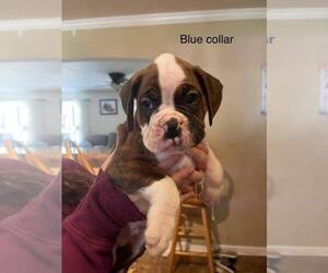 Boxer Puppy for sale in ESTILL SPRINGS, TN, USA
