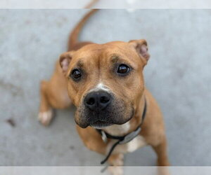 Mutt Dogs for adoption in Tulsa, OK, USA