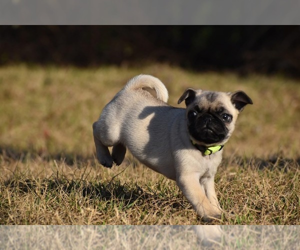 Medium Photo #7 Pug Puppy For Sale in PALM COAST, FL, USA
