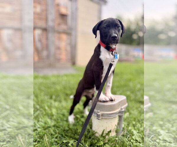 Medium Photo #3 Mutt Puppy For Sale in Plainfield, IL, USA