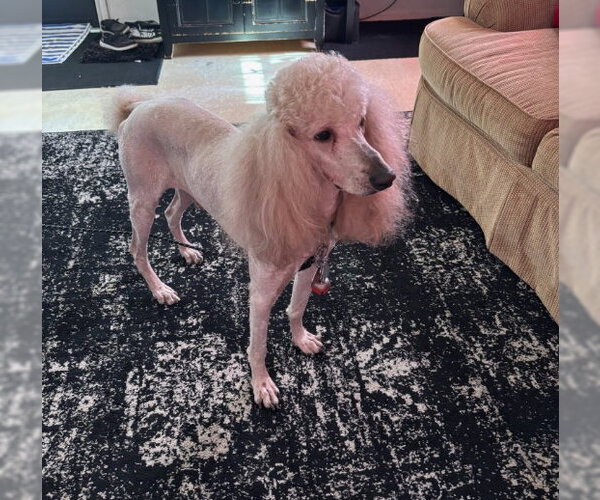 Medium Photo #2 Poodle (Standard)-Unknown Mix Puppy For Sale in Grafton, WI, USA