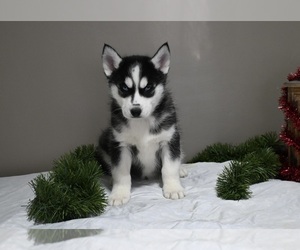Siberian Husky Puppy for sale in HOLMESVILLE, OH, USA