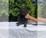 Puppy Black Male 2 Cane Corso