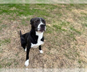 Boxer-Unknown Mix Dogs for adoption in Grovetown, GA, USA