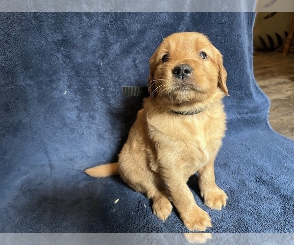 Medium Photo #1 Golden Retriever Puppy For Sale in BARNHART, MO, USA