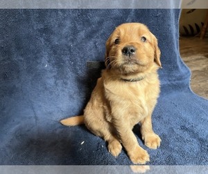 Golden Retriever Puppy for sale in BARNHART, MO, USA