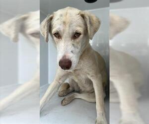 Labrador Retriever Dogs for adoption in Houston, TX, USA