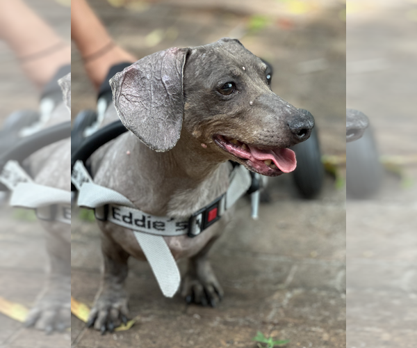 Medium Photo #2 Dachshund Puppy For Sale in Weston, FL, USA