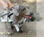 Small #1 Dachshund