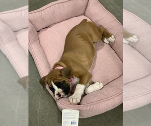 Boxer Puppy for sale in BETHESDA, MD, USA