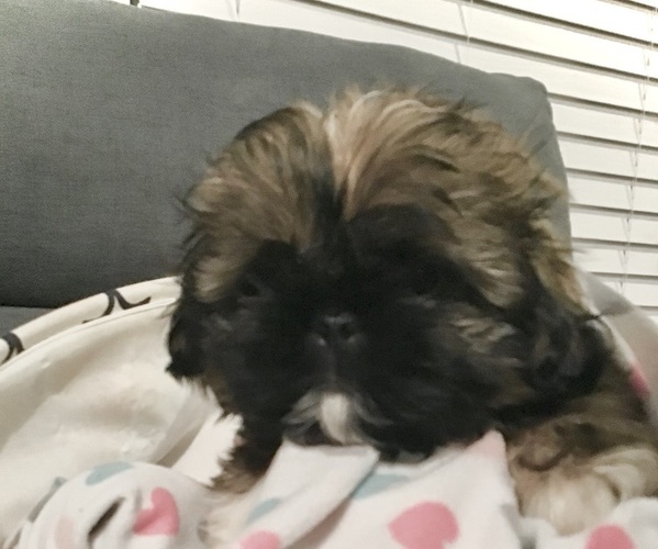 Medium Photo #1 Shih Tzu Puppy For Sale in LEXINGTON, NC, USA