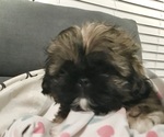 Puppy Puppy 1 Shih Tzu