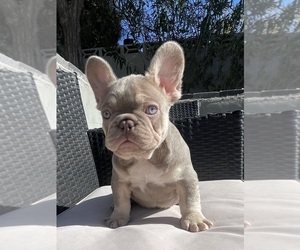 French Bulldog Puppy for sale in LAS VEGAS, NV, USA