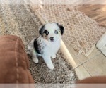 Small Photo #1 Miniature Australian Shepherd Puppy For Sale in ODESSA, TX, USA