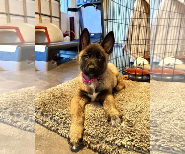 Medium Photo #2 German Shepherd Dog Puppy For Sale in Seattle, WA, USA
