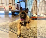 Small #1 German Shepherd Dog