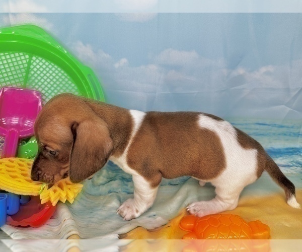 Medium Photo #25 Dachshund Puppy For Sale in CASSVILLE, MO, USA