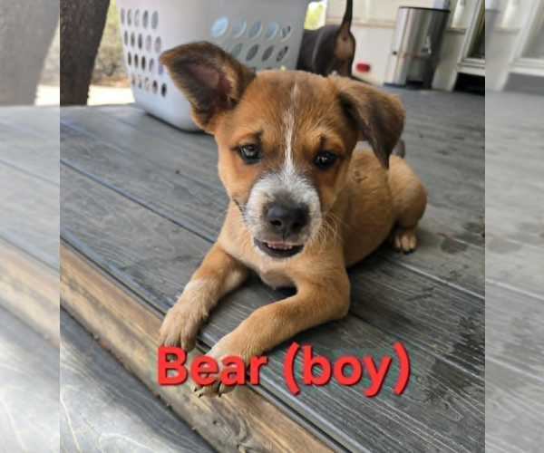 Medium Photo #2 Australian Shepherd-Unknown Mix Puppy For Sale in Williamsburg, NM, USA