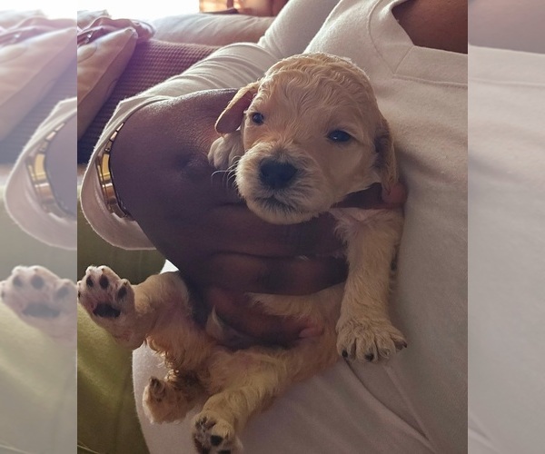 Medium Photo #4 Poodle (Standard) Puppy For Sale in MILWAUKEE, WI, USA