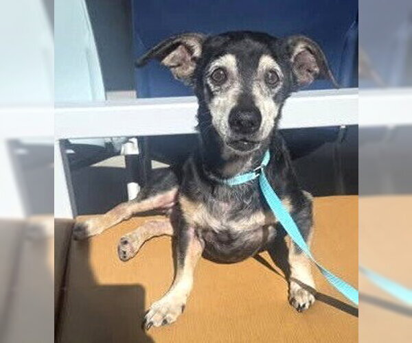 Medium Photo #14 Chiweenie Puppy For Sale in Boonton, NJ, USA