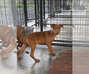 American Pit Bull Terrier-Unknown Mix Dogs for adoption in Albemarle, NC, USA