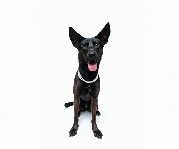 Medium Photo #23 German Shepherd Dog-Unknown Mix Puppy For Sale in Houston, TX, USA