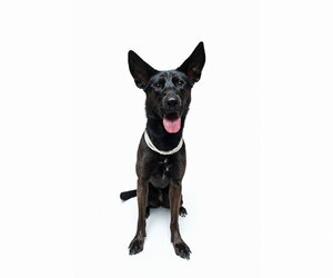 Forty - Female German Shepherd Dog-Unknown Mix Dog for Adoption - Photo #23