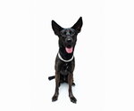 Small #22 German Shepherd Dog Mix