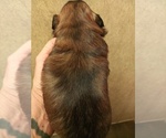 Small Photo #6 Shih Tzu Puppy For Sale in FANNING SPGS, FL, USA