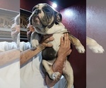 Small Photo #2 English Bulldog Puppy For Sale in MCALESTER, OK, USA