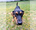 Small #7 German Pinscher-Rottweiler Mix