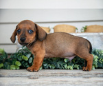 Small #1 Dachshund