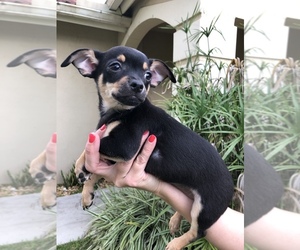 Chin-Pin-Chipin Mix Puppy for sale in MIAMI, FL, USA