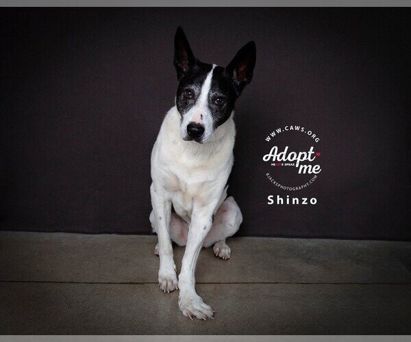 Medium Photo #8 Border Collie-Unknown Mix Puppy For Sale in Salt Lake City, UT, USA