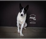 Small #7 Border Collie Mix