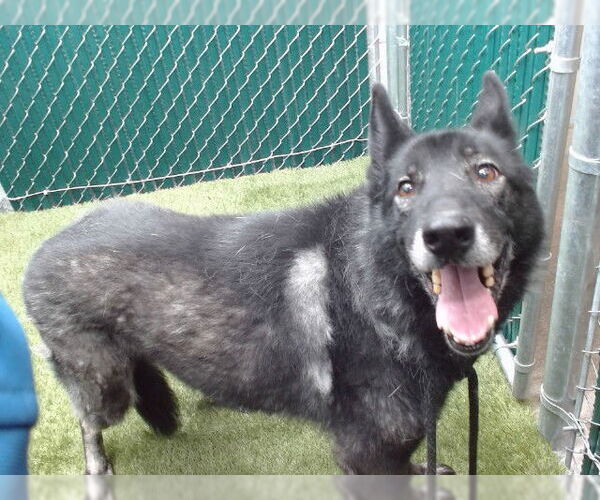 Medium Photo #1 Mutt Puppy For Sale in Downey, CA, USA