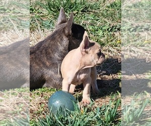 French Bulldog Puppy for sale in ROCK ISLAND, TN, USA