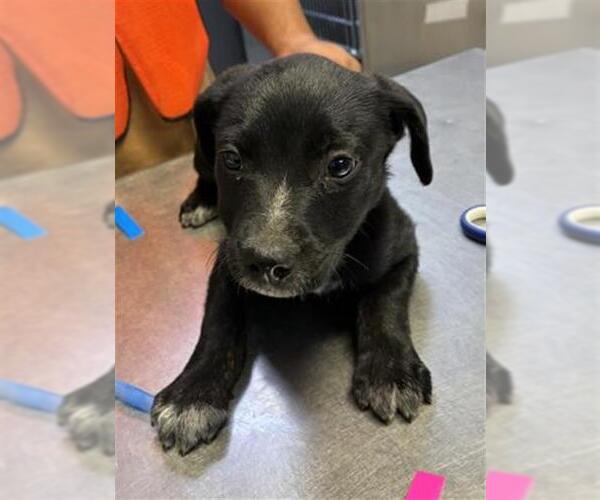 Medium Photo #1 Labrador Retriever-Unknown Mix Puppy For Sale in Visalia, CA, USA
