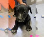 Small Labrador Retriever Mix