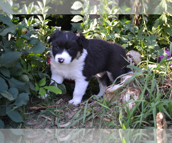 Medium Photo #8 Border Collie Puppy For Sale in GREENWOOD, WI, USA