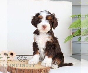 Bernedoodle (Miniature) Puppy for sale in NARVON, PA, USA