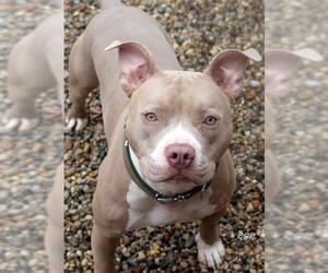 Mutt Dogs for adoption in Fort Wayne, IN, USA