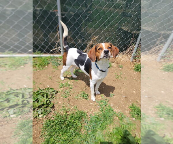 Medium Photo #2 Beagle Puppy For Sale in Evansville, IN, USA