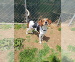 Small #1 Beagle