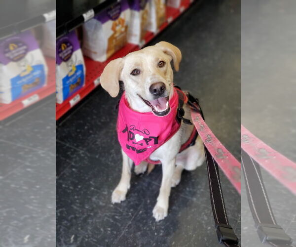 Medium Photo #2 Labrador Retriever-Unknown Mix Puppy For Sale in Plymouth, MN, USA
