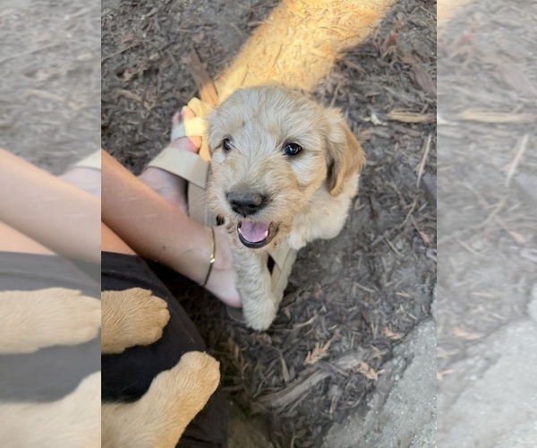 Medium Photo #7 Goldendoodle Puppy For Sale in BOULDER CREEK, CA, USA