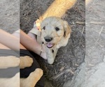 Litter of 5 - Male(s) and Female(s) GoldendoodleLitter of Puppies for Sale - Photo #7